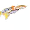 API PROPER pH 7.0 Aquarium Stabilizer 8.8 oz Mars Fishcare 36C-3