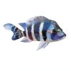 API Fishcare 52Q API TAP Aquarium Water Conditioner 32-Ounce Bottle-2