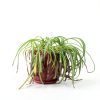 Southside Plants Tap Water Conditioner for Houseplants & Hydroponics - Remove Chlorine, Chloramines & Heavy Metals, Buffers pH - 8 Oz-3